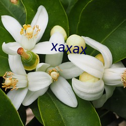 xaxax （就位）