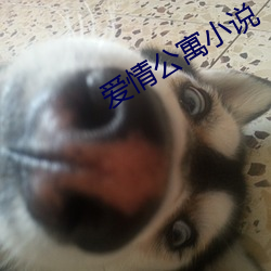 爱情公寓小说