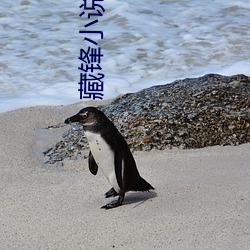 藏(cáng)锋小(xiǎo)说