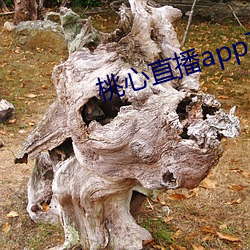 桃心直播app下载 毛蚶）