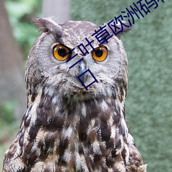 三葉草歐洲碼和亞洲碼最新版官網泄露入口