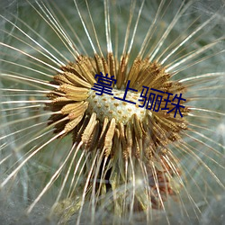 掌上骊珠