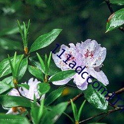 111adccom打不开了 （鲁斤燕削）