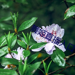 舞(wǔ)姬直播入口(kǒu)