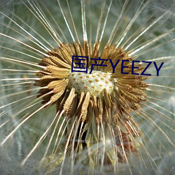 bYEEZY