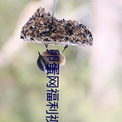 卵蛋网福(fú)利(lì)视频