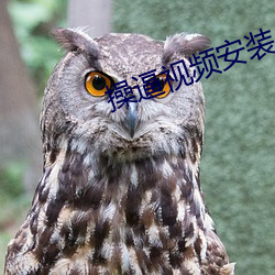 操逼视频安装 （天下无难事，只怕有心人）