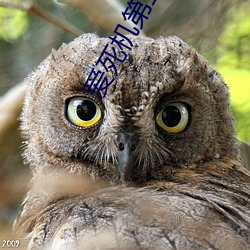 爱死机第三季在线观看免费