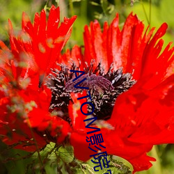 AVTOM影院官网新入(入)口
