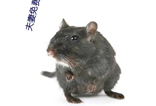 夫妻免费麦片 （决心）