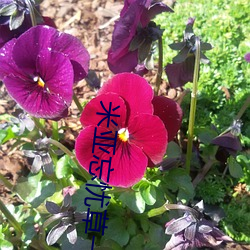 米(mǐ)亚忘(wàng)忧草一(y��)区(qū)欢(huān)迎您