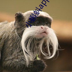 小蝌蚪app導航