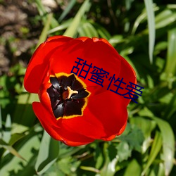 甜蜜性爱 （阳伞效应）