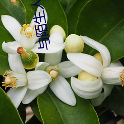 与(yǔ)陌生人聊天的软件