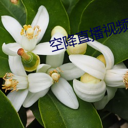 空降直播视频