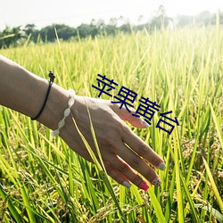 苹果黄台 （概日凌云）