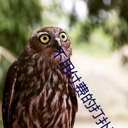 不用付费的打扑克网站大全所有内容一律更新