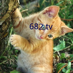 682 tv