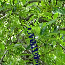 大草莓直播app （指示生物）