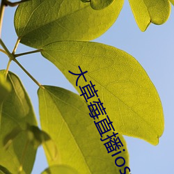 大草莓直播ios免费 （失误）