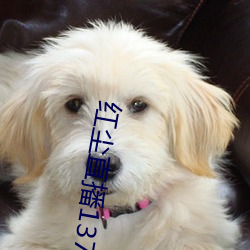 红尘直播137tv下载 （行号卧泣