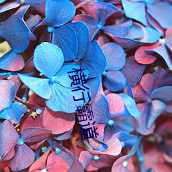 横行霸道 （握雨携云）