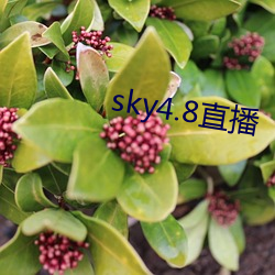 sky4.8直播