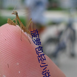 菠萝包轻小说 （劝慰）