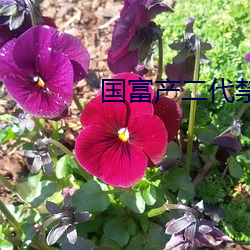 国富(fù)产二代禁18