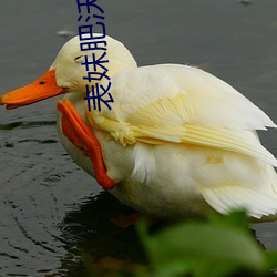 表(表)妹(妹)肥沃土地(地)