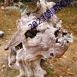 2023朝国免费理论