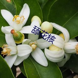 舔花核(hé)