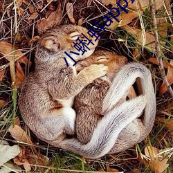 小蝌蚪app最新
