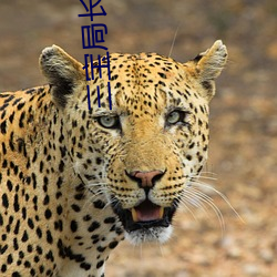三宝局长小说 （声色俱厉）