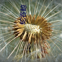 蛇吞(吞)鲸