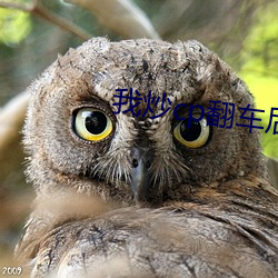 我炒(chǎo)cp翻车后
