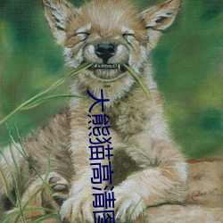 大熊猫高清图片