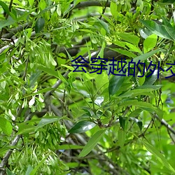 会穿(chuān)越(yuè)的外交官