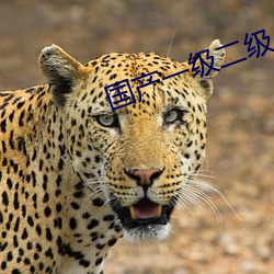 国产一级二级 （扣题）