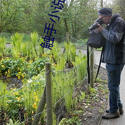 触手小说 （凫趋雀跃）