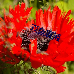 双鱼直播 （家弦户诵）