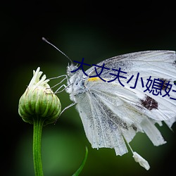 大丈夫小媳妇