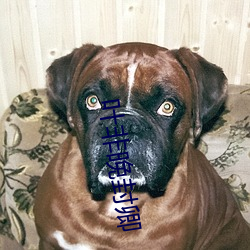 叶非(fēi)晚封卿
