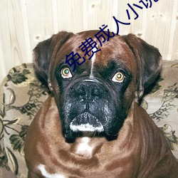 免(免)费成人(人)小(小)说