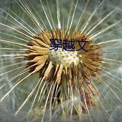 穿越文(文)