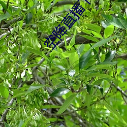 空降直播下载