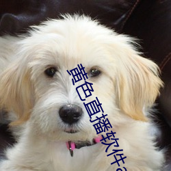 黃色直播軟件app