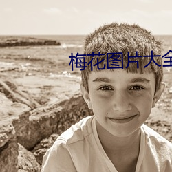 梅花图(tú)片(piàn)大(dà)全