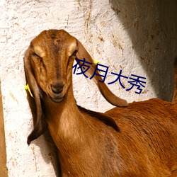 夜月大秀