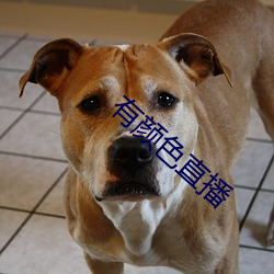 有颜色直播